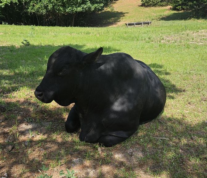 Gus the Bull