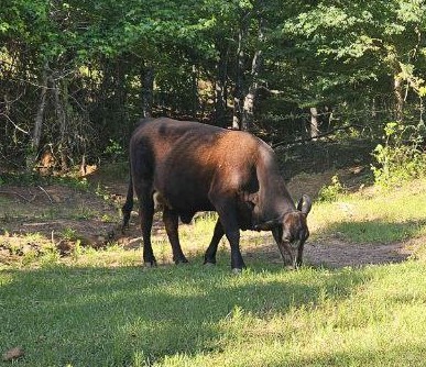 Moolinda the Heifer